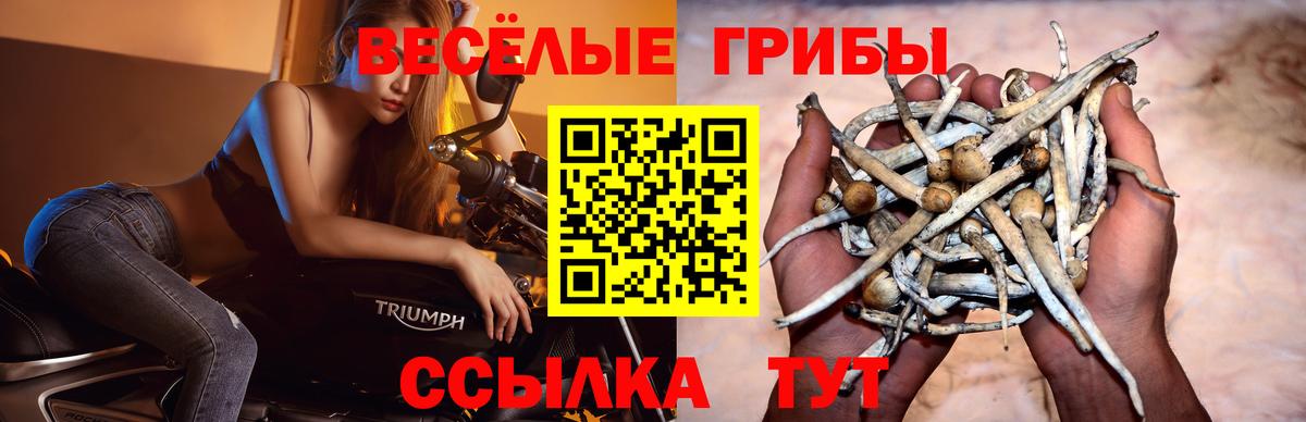 Галлюциногенные грибы Psilocybine cubensis Ростов-на-Дону
